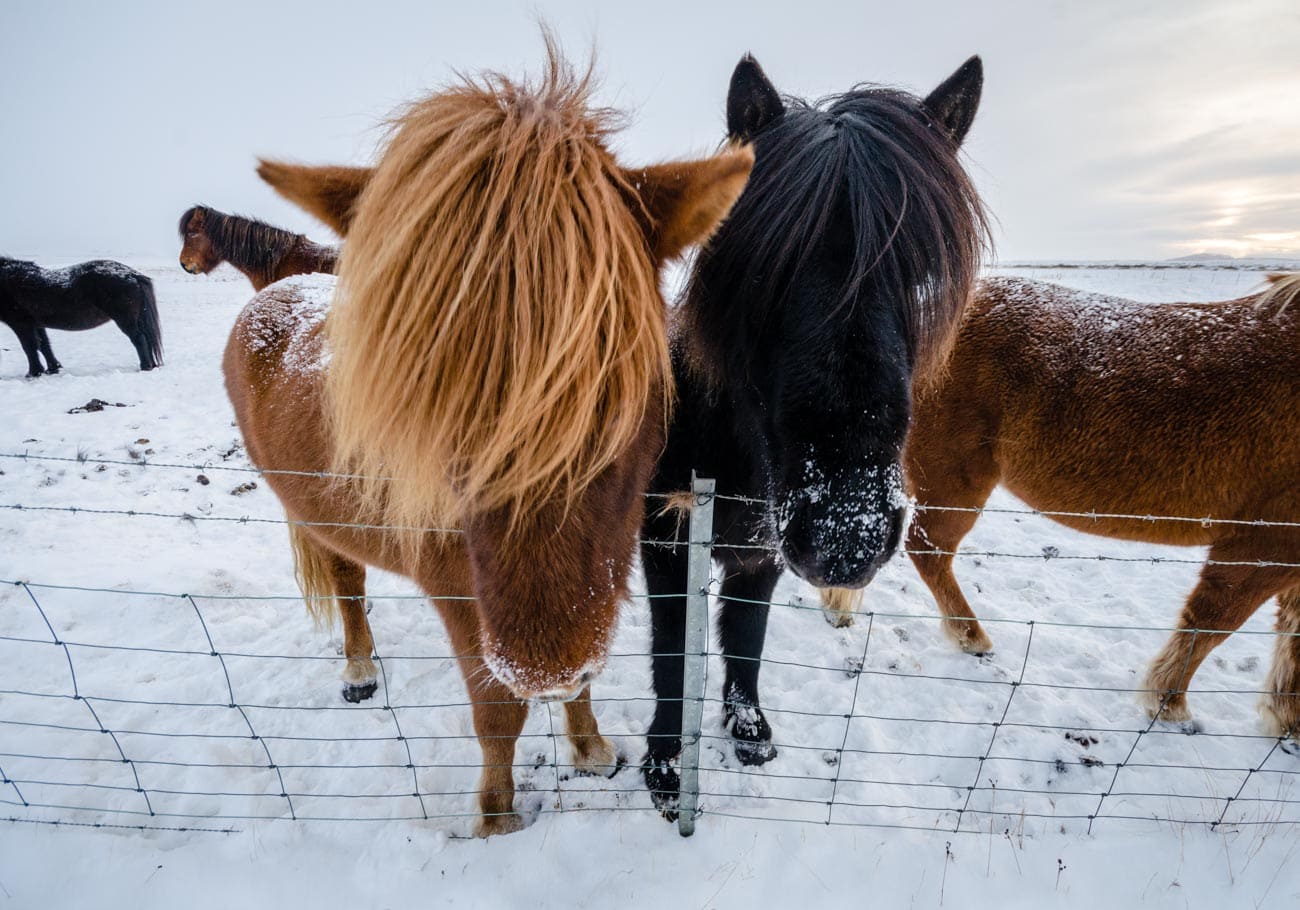 Icelandic ponies photographed with a wide-angle lens