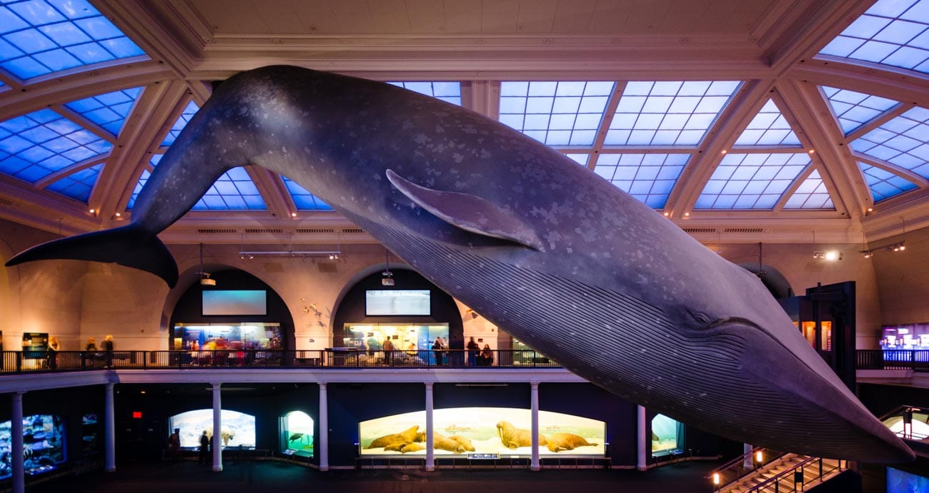 Whale at Museum of Natural History New York