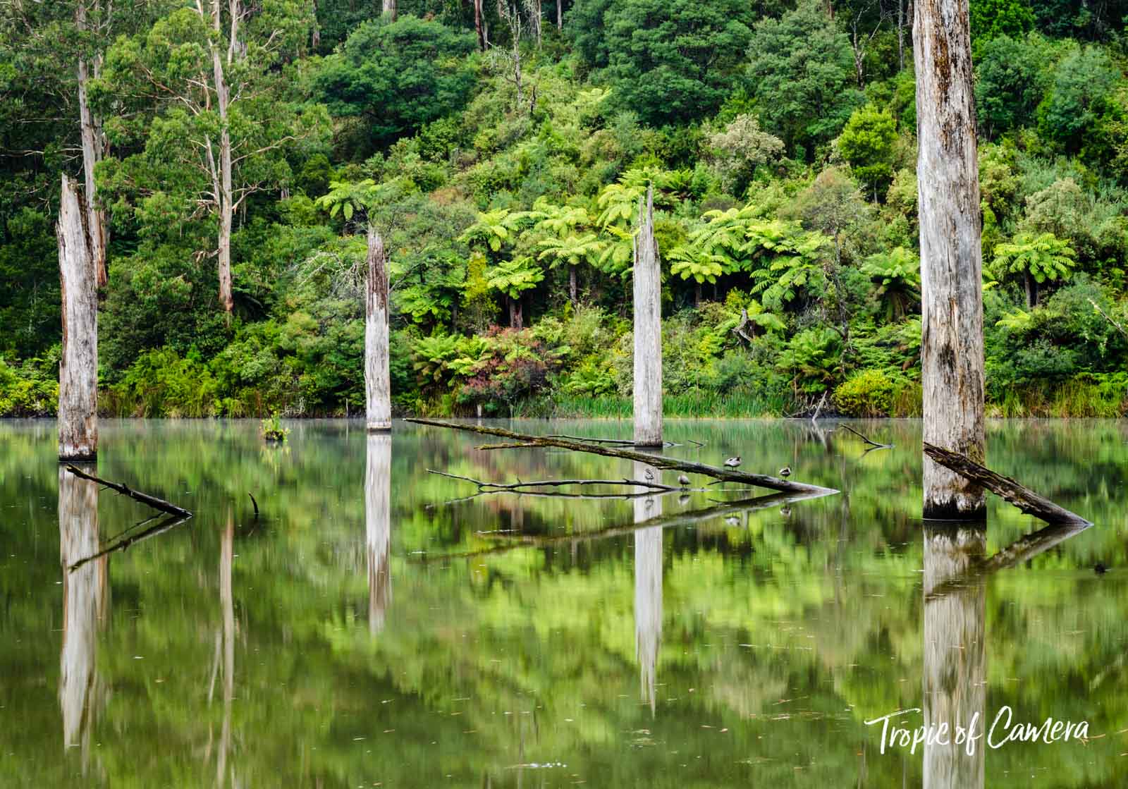Dead eucalyptus trees reflected in Lake Elizabeth, Australia
