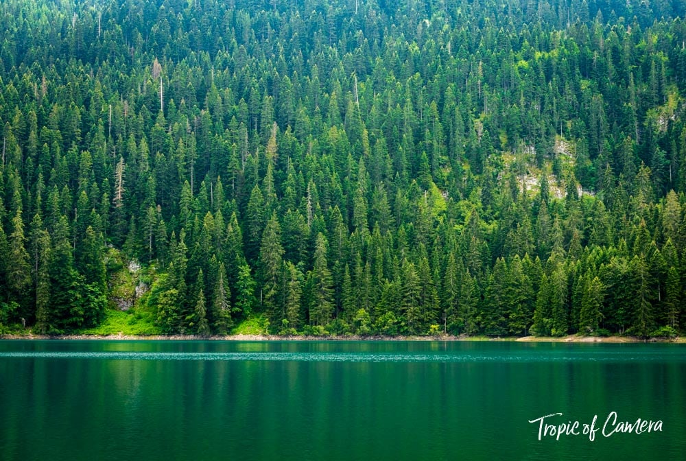 Pine trees reflected in the Black Lake in Durmitor National Park, Montenegro