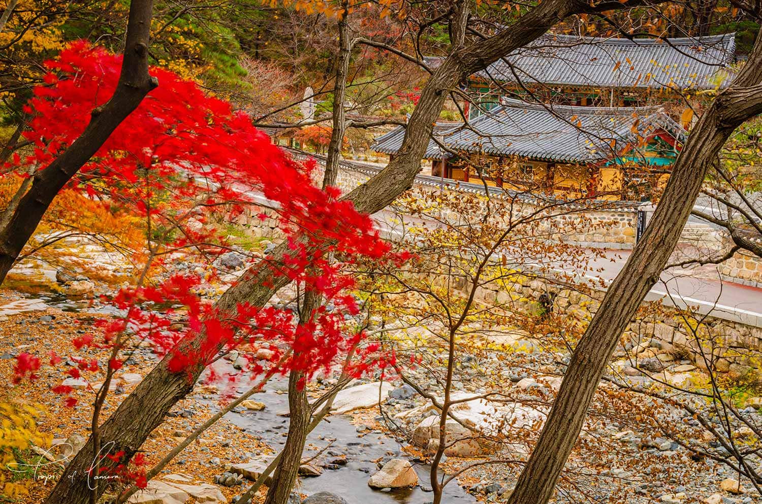 Autumn leaves at Tongdosa Temple, South Korea